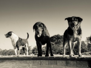 Med hunden i skogen